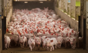 Read more about the article [ELEVAGES / ICPE / DECRETS D’APPLICATION LOI DUPLOMB] 