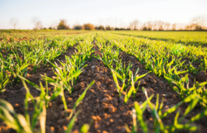 Lire la suite à propos de l’article Matières fertilisantes et cadmium : un cadre juridique incomplet et évolutif qui risque de fragiliser l’approvisionnement en engrais pour la filière agricole