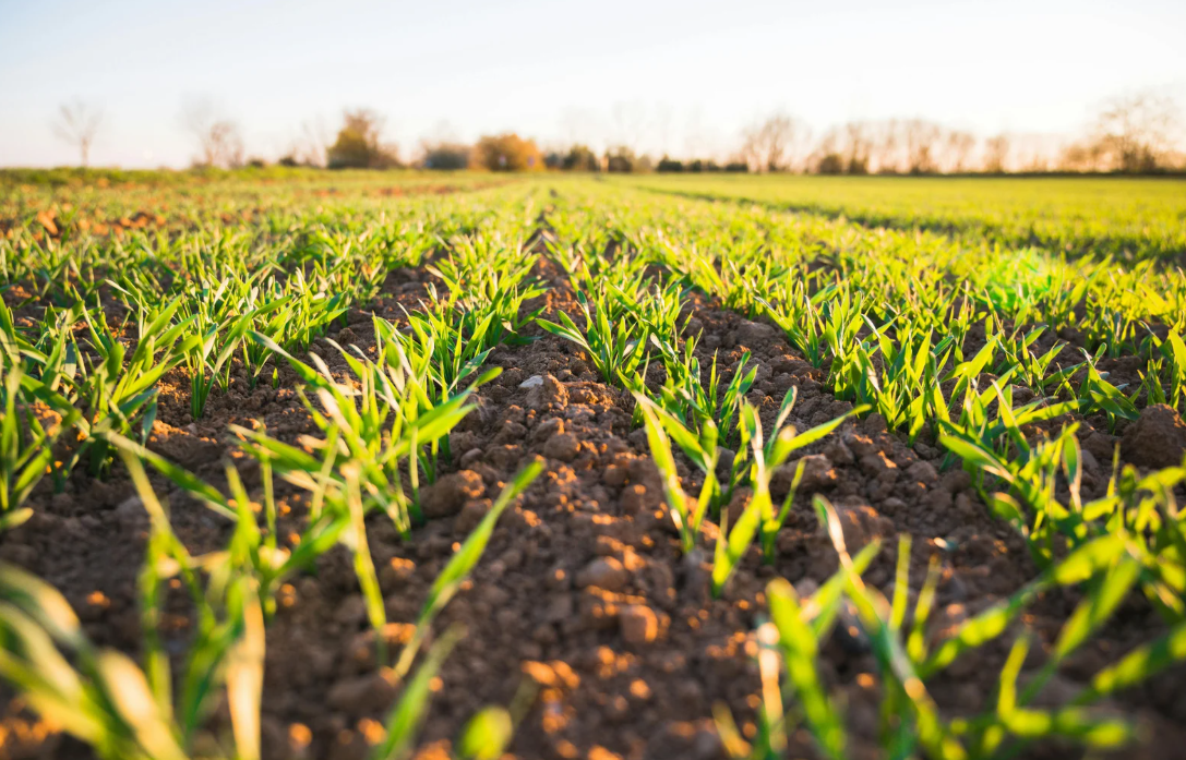 Lire la suite à propos de l’article Matières fertilisantes et cadmium : un cadre juridique incomplet et évolutif qui risque de fragiliser l’approvisionnement en engrais pour la filière agricole